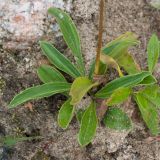 Veronica gentianoides