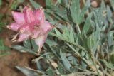 Astragalus pseudonobilis