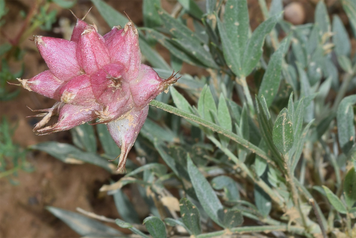 Изображение особи Astragalus pseudonobilis.