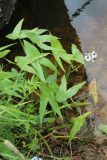 Sagittaria sagittifolia