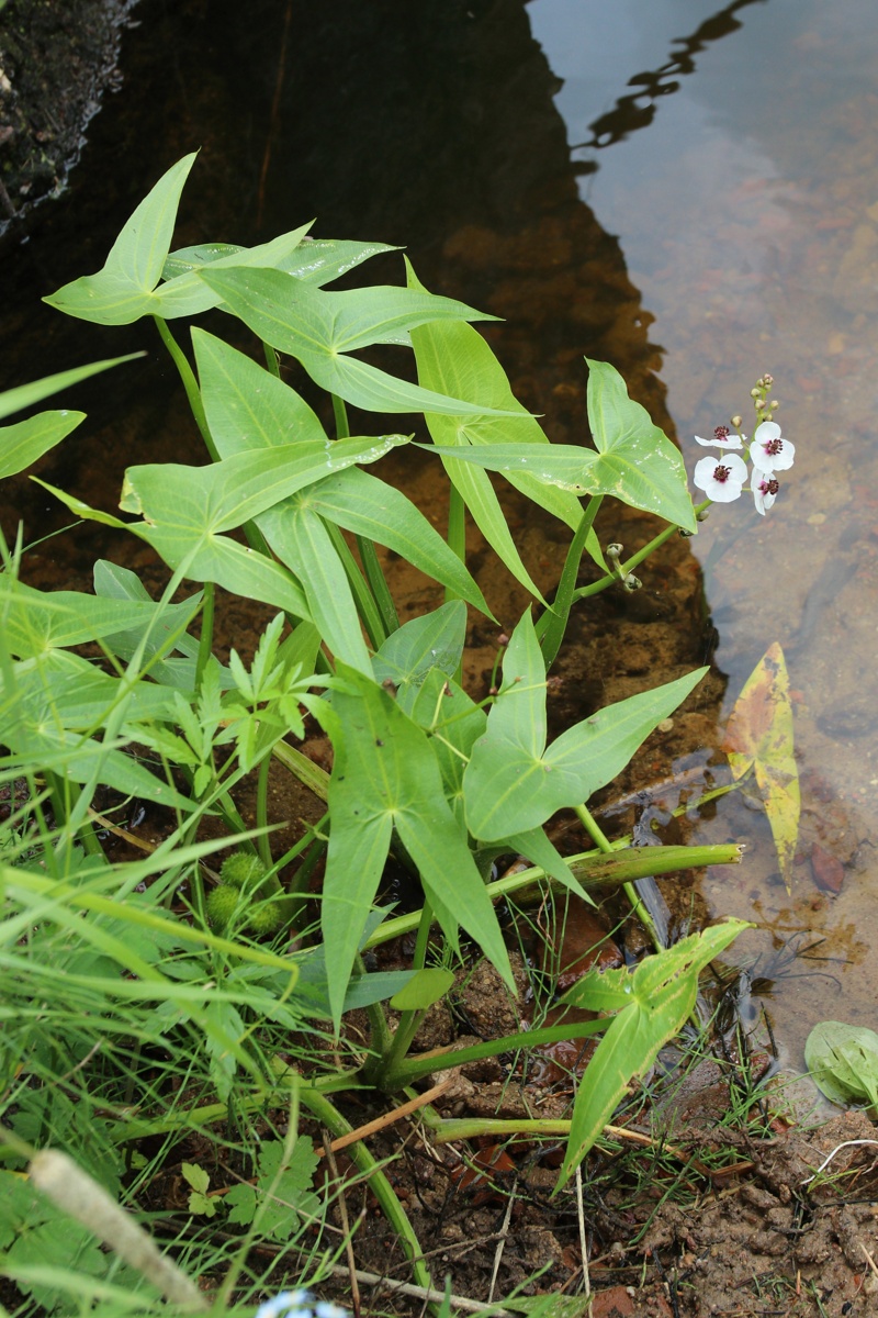 Image of Sagittaria sagittifolia specimen.