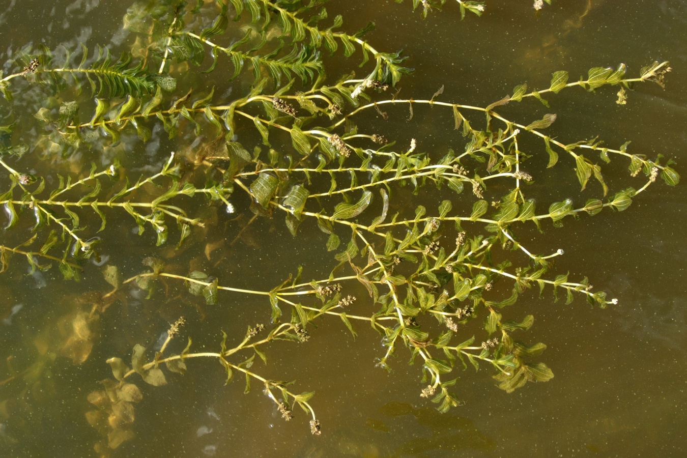 Image of Potamogeton perfoliatus specimen.