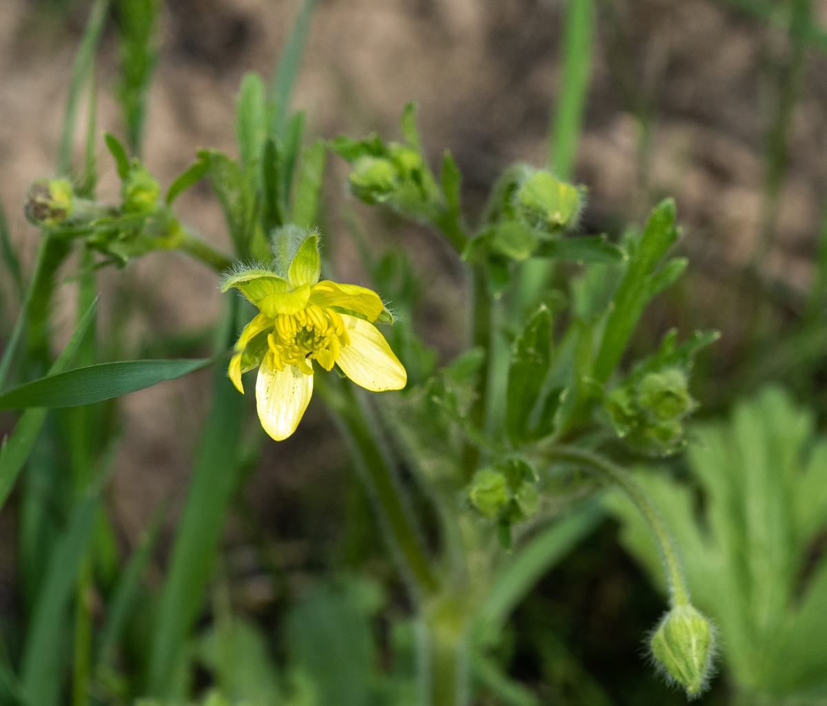 Изображение особи Ranunculus oxyspermus.