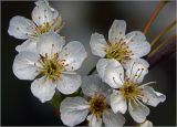 View full-size image Cerasus vulgaris