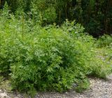 View full-size image genus Artemisia
