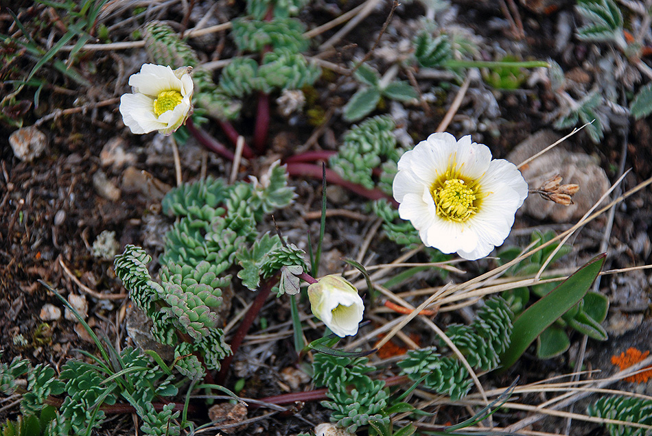 Image of Callianthemum alatavicum specimen.