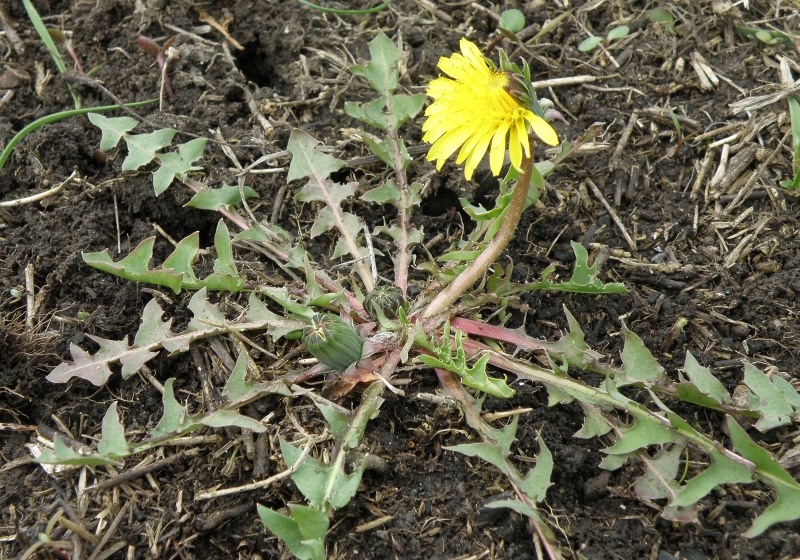 Image of Taraxacum tortilobum specimen.