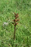 View full-size image genus Orobanche
