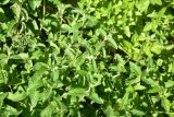 View full-size image Clinopodium vulgare