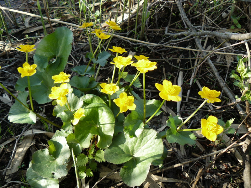 Изображение особи род Caltha.