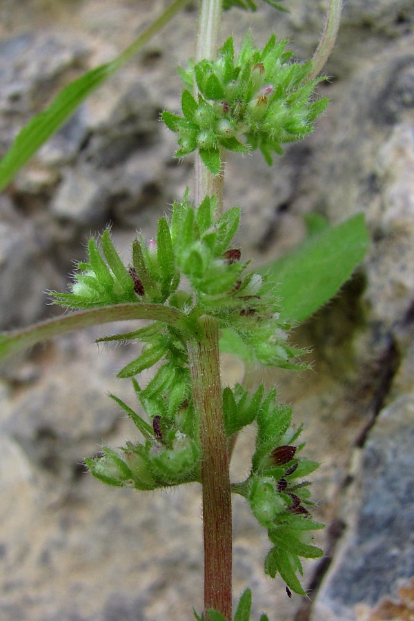 Изображение особи Parietaria chersonensis.