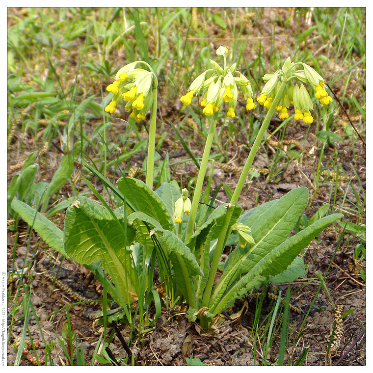 Image of Primula veris specimen.