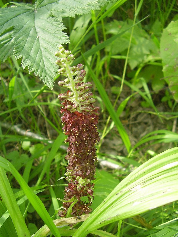 Image of Veratrum nigrum specimen.