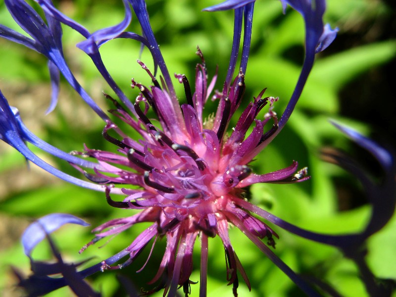 Image of Centaurea montana specimen.