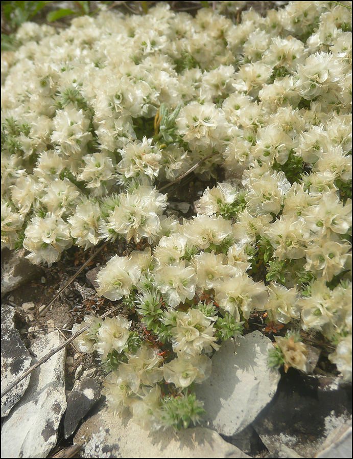 Image of Paronychia cephalotes specimen.