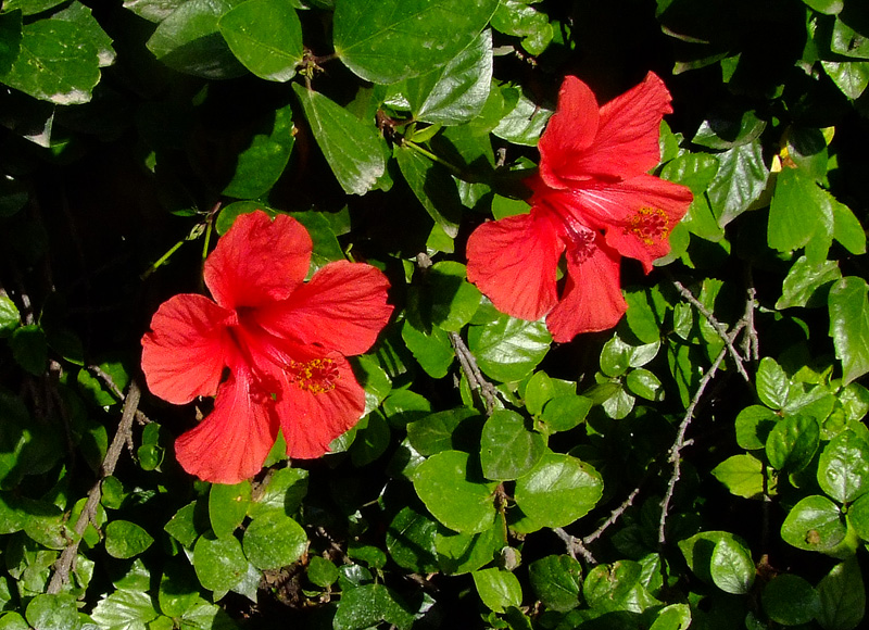 Image of Hibiscus rosa-sinensis specimen.