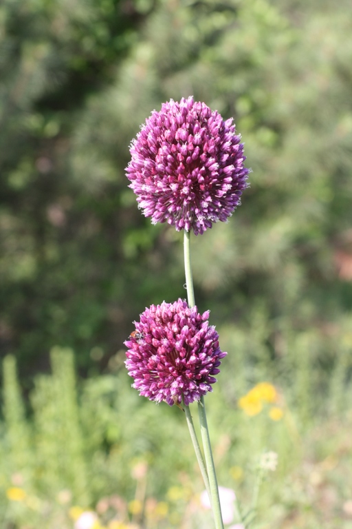 Image of Allium atroviolaceum specimen.