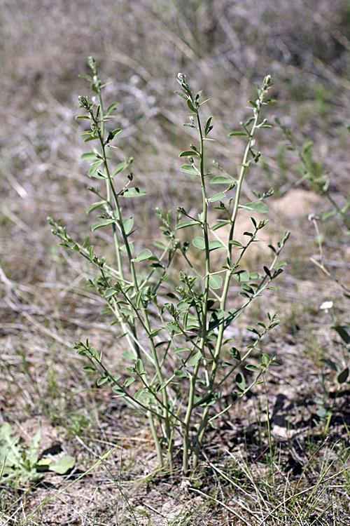 Image of Alhagi canescens specimen.