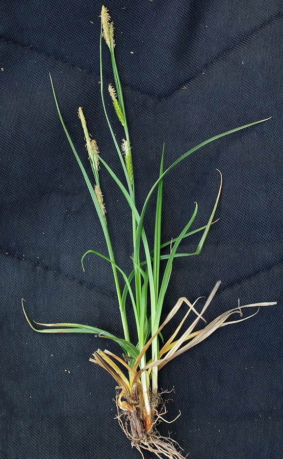 Image of genus Carex specimen.