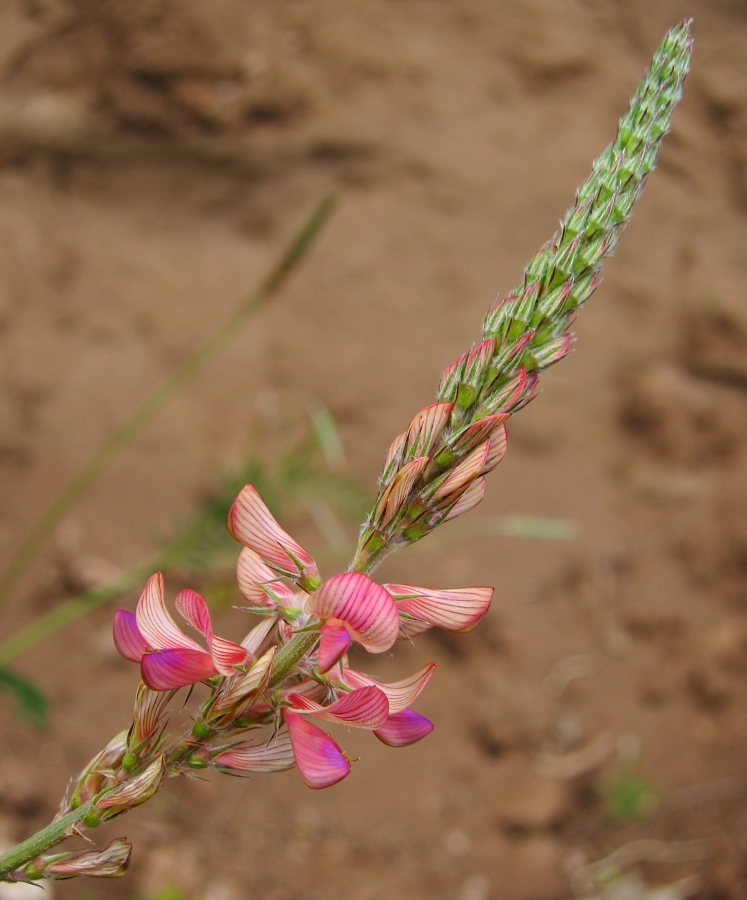 Image of Onobrychis arenaria specimen.