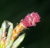 Pinus sylvestris. Макростробил (женская шишка). Московская обл., Раменский р-н, окрестности д. Хрипань, смешанный лес. 01.06.2007.