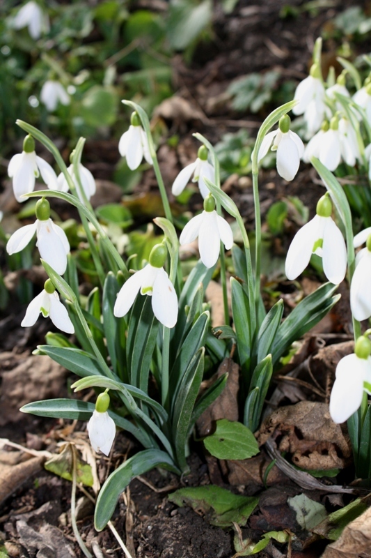 Image of Galanthus plicatus specimen.