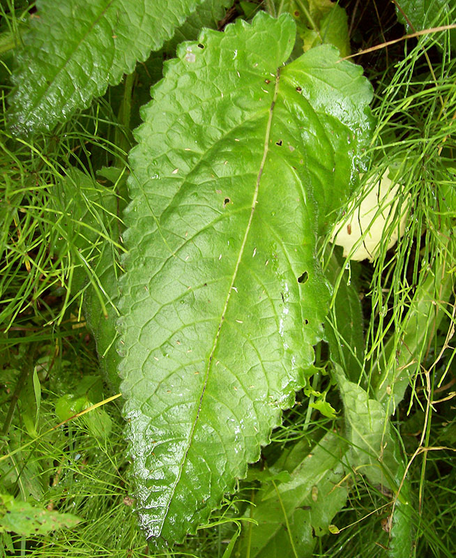 Image of Betonica officinalis specimen.