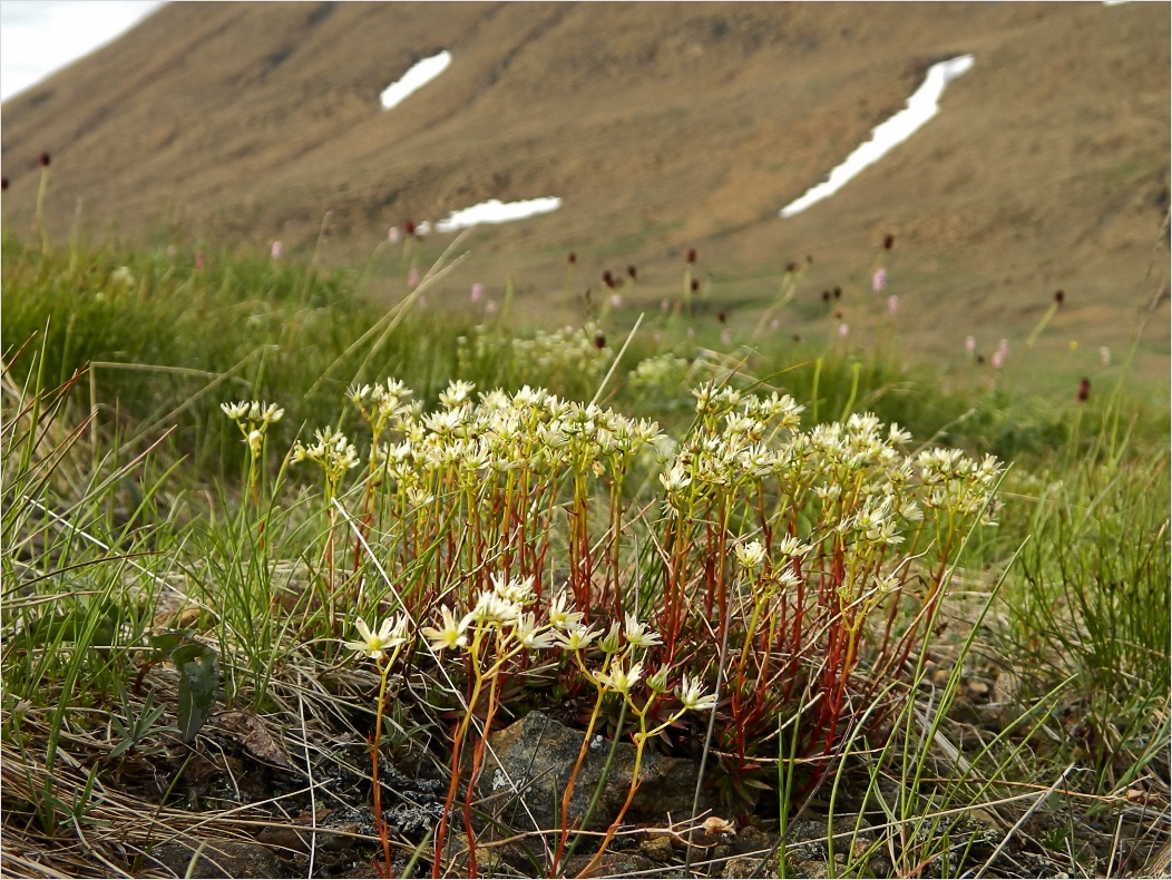 Image of Saxifraga bronchialis specimen.