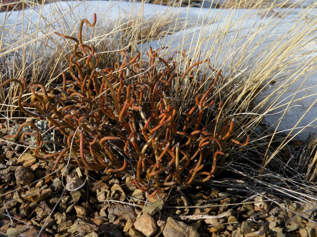 Image of Ephedra distachya specimen.