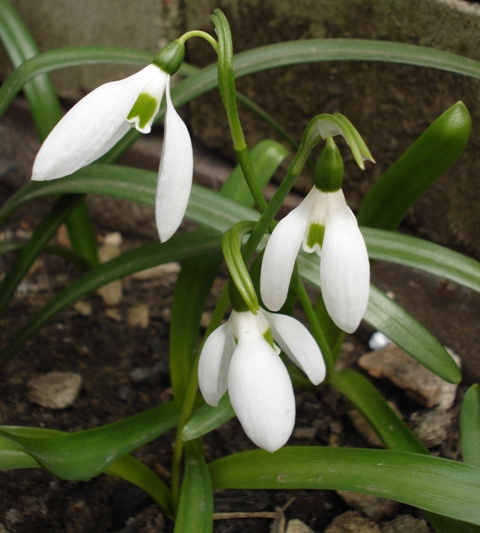 Image of Galanthus ikariae specimen.