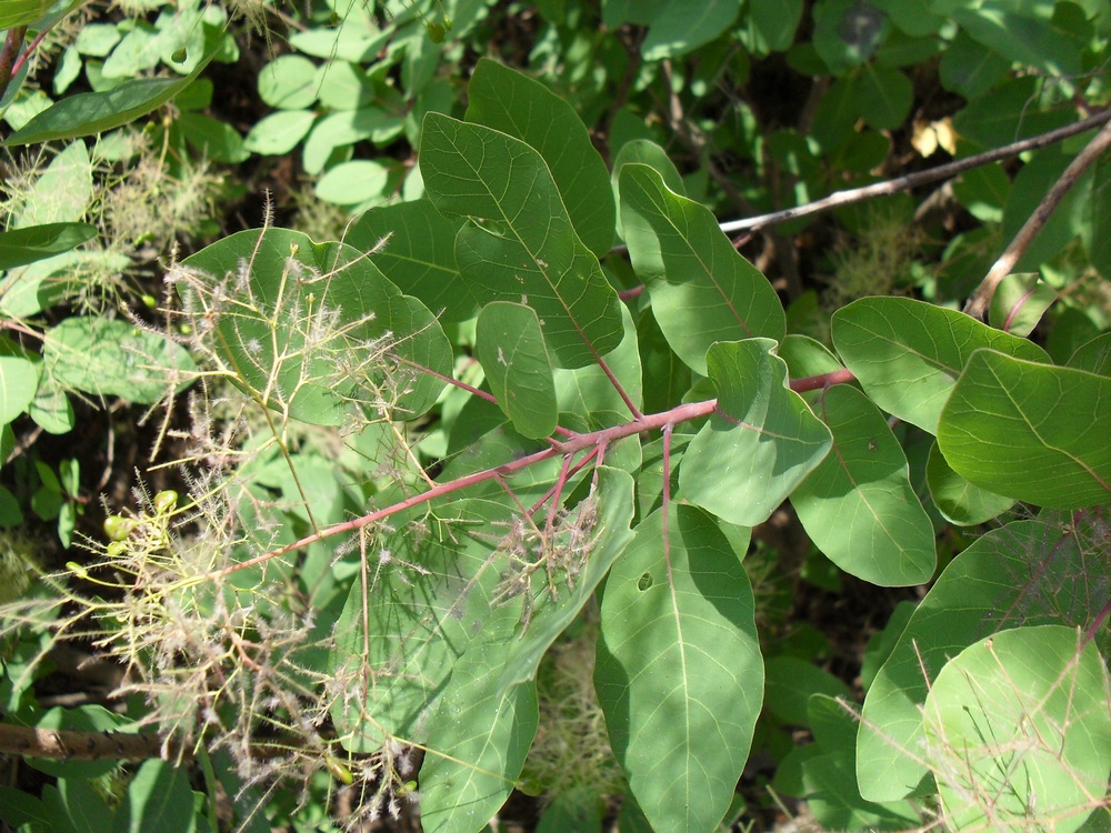 Image of Cotinus coggygria specimen.