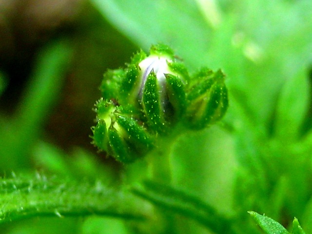 Image of genus Phacelia specimen.