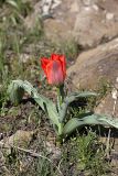 Tulipa greigii. Расцветающее растение. Южный Казахстан, хр. Боролдайтау, горы Сартур, ущелье р. Кулан; высота 900 м н.у.м. 13.04.2012.