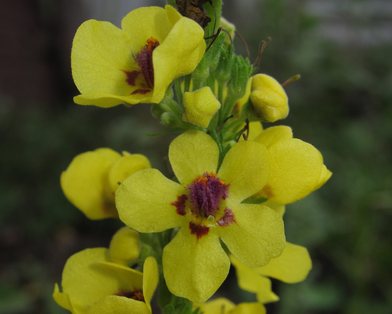 Image of Verbascum nigrum specimen.