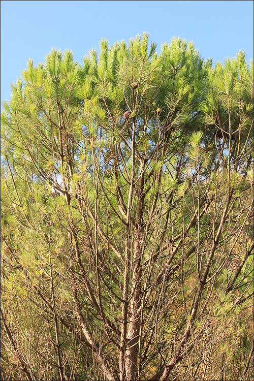 Image of Pinus pinea specimen.