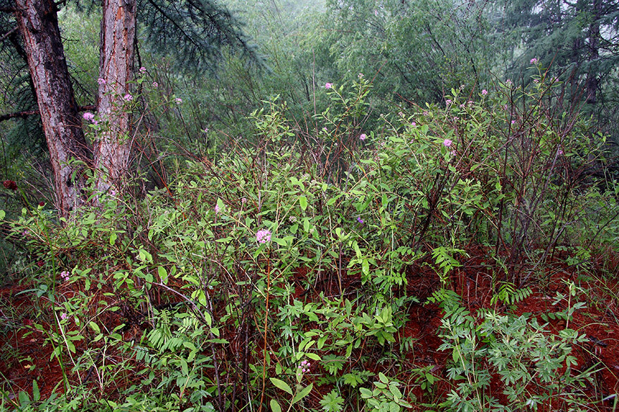 Image of Spiraea salicifolia specimen.