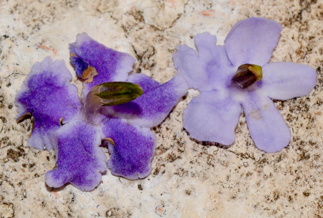 Image of genus Duranta specimen.