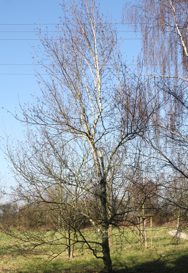 Image of genus Betula specimen.