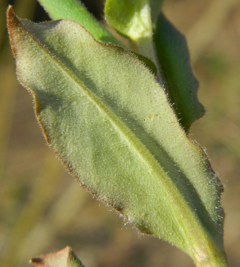 Image of Pulmonaria obscura specimen.