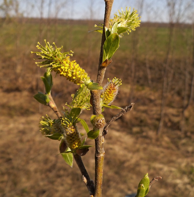 Image of Salix myrsinifolia specimen.