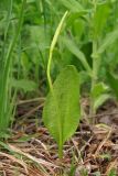 Ophioglossum vulgatum. Растение с незрелыми спорангиями на фертильной части листа. Горный Крым, влажная поляна на склоне Демерджи. 18 мая 2013 г.
