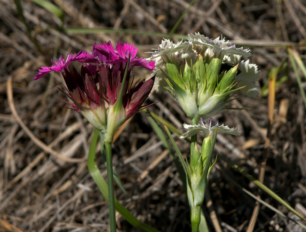 Изображение особи Dianthus capitatus.