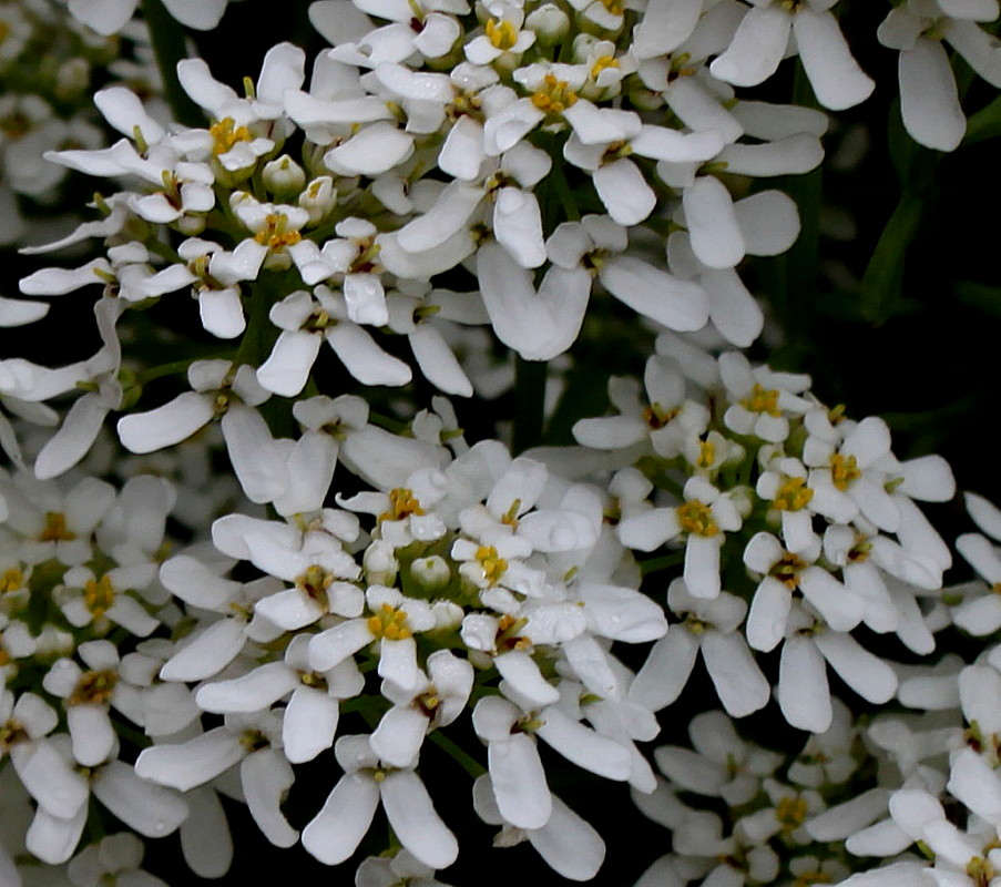 Image of Iberis sempervirens specimen.