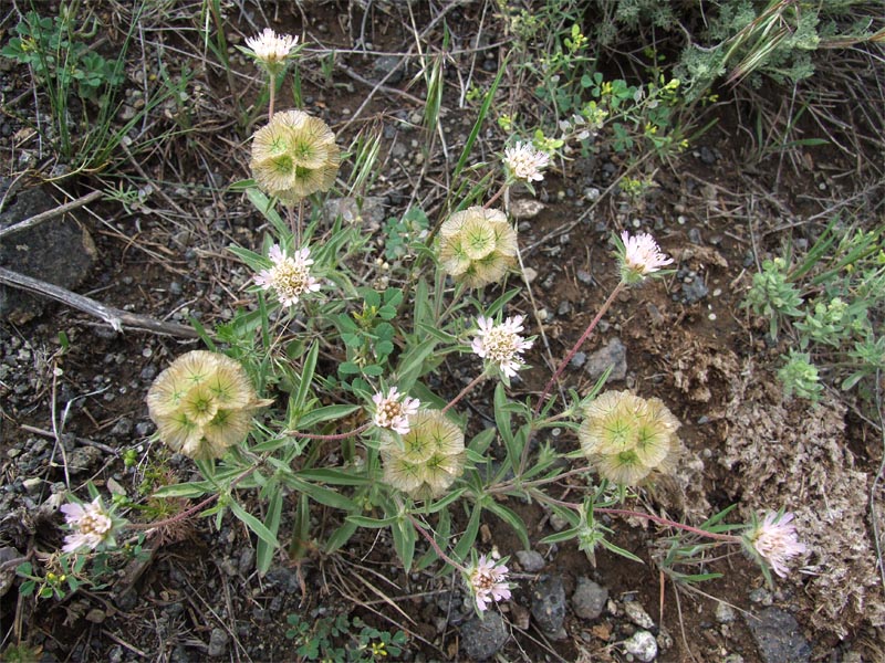 Image of Lomelosia rotata specimen.