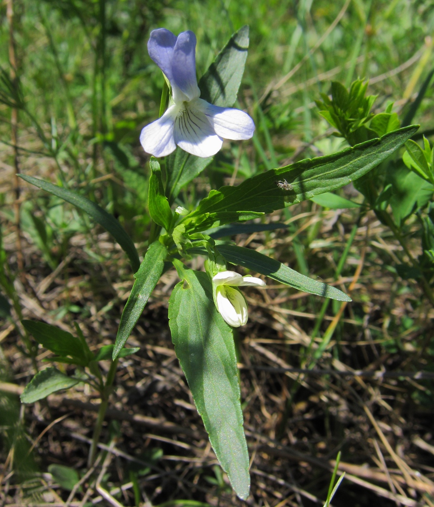 Image of Viola accrescens specimen.