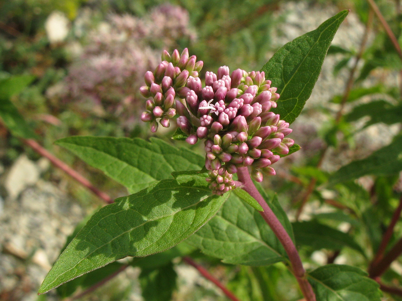 Image of Eupatorium cannabinum specimen.