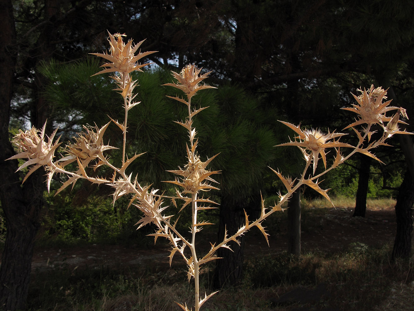 Image of Carthamus glaucus specimen.