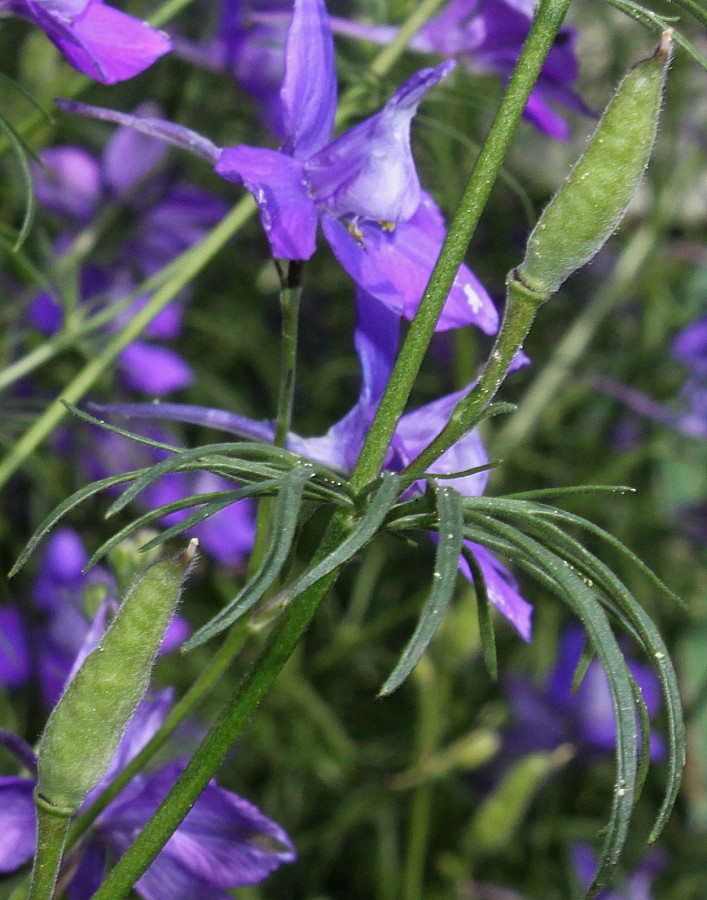 Изображение особи Delphinium ajacis.