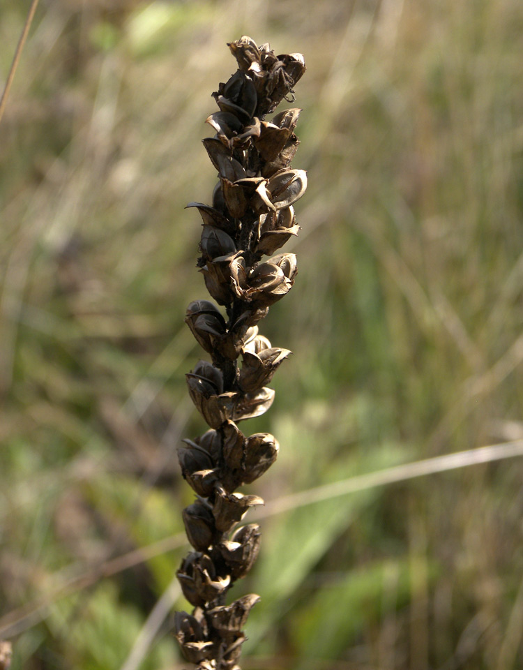 Изображение особи Pedicularis daghestanica.