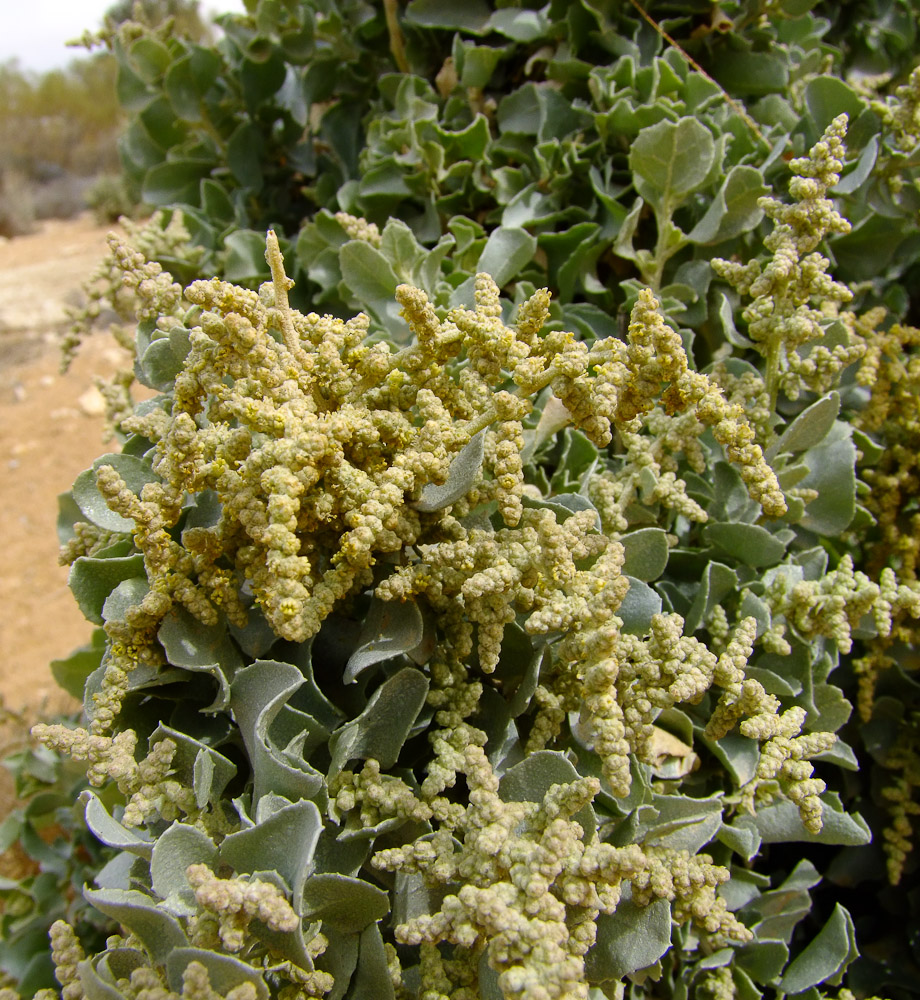 Image of Atriplex halimus specimen.